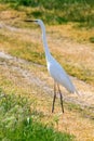 Great EgretÃÂ Ardea alba Great White Egret, Common Egret Royalty Free Stock Photo